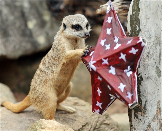 christmas in zoo christmas in zoo
